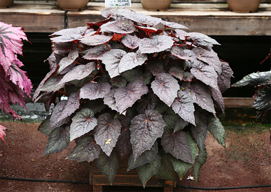 B. ‘Desert Dawn’
